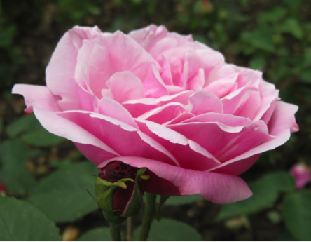 Rosa chinensis "Old Blush"