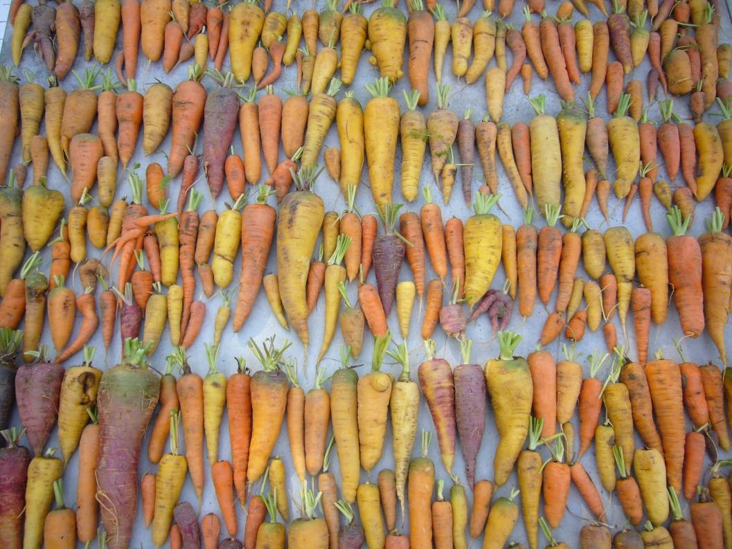 Carrot unstructured population for association genetics studies